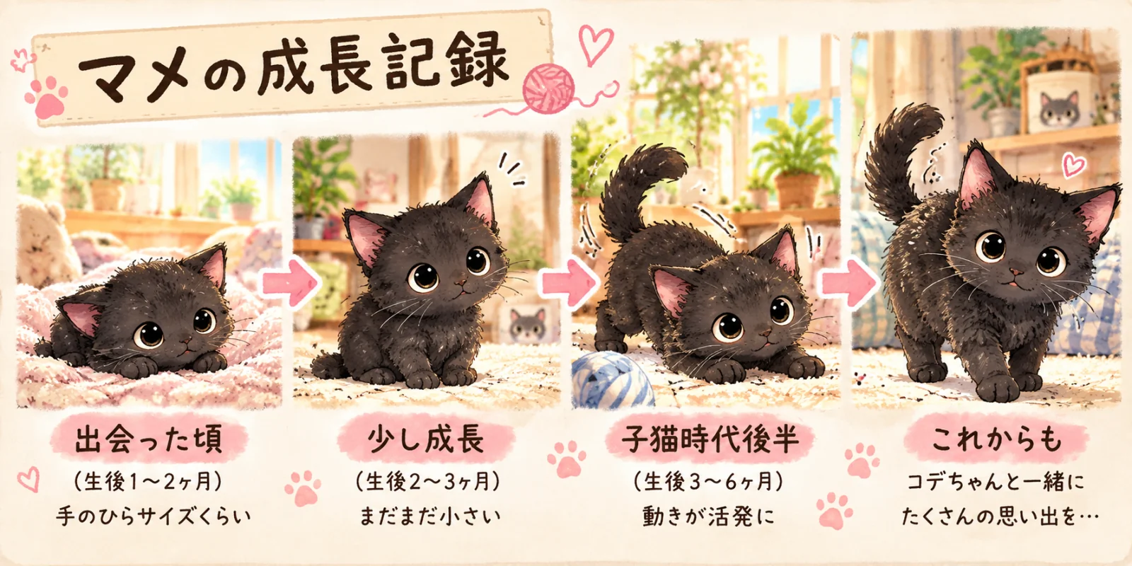 マメの成長記録。出会った頃（生後1〜2ヶ月）手のひらサイズくらい。少し成長（生後2〜3ヶ月）まだまだ小さい。子猫時代後半（生後3〜6ヶ月）動きが活発に。これからも、コデちゃんと一緒にたくさんの思い出を…